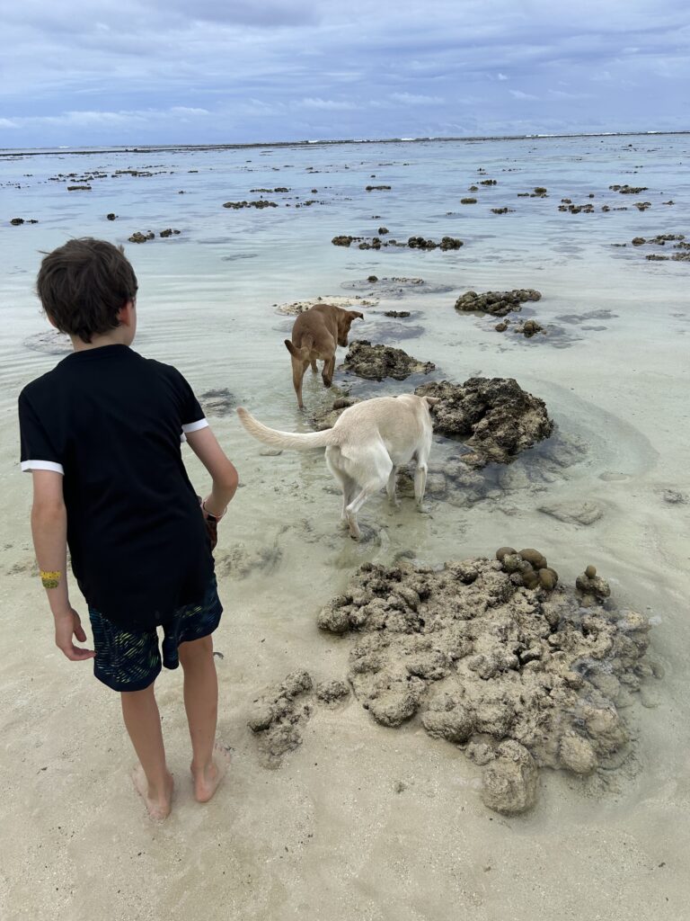 Hunting at low tide.